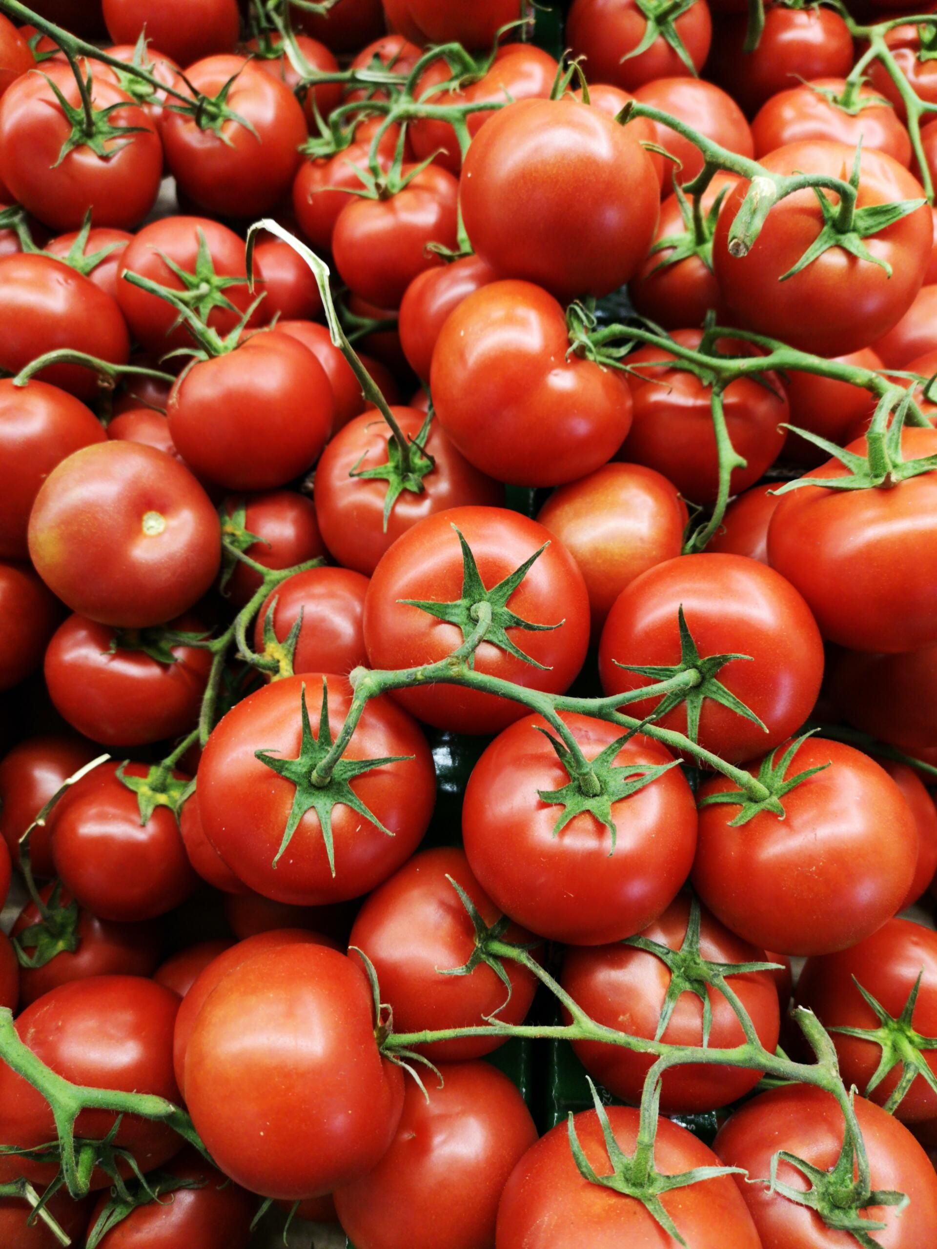 Viele Tomaten liegen aufeinander