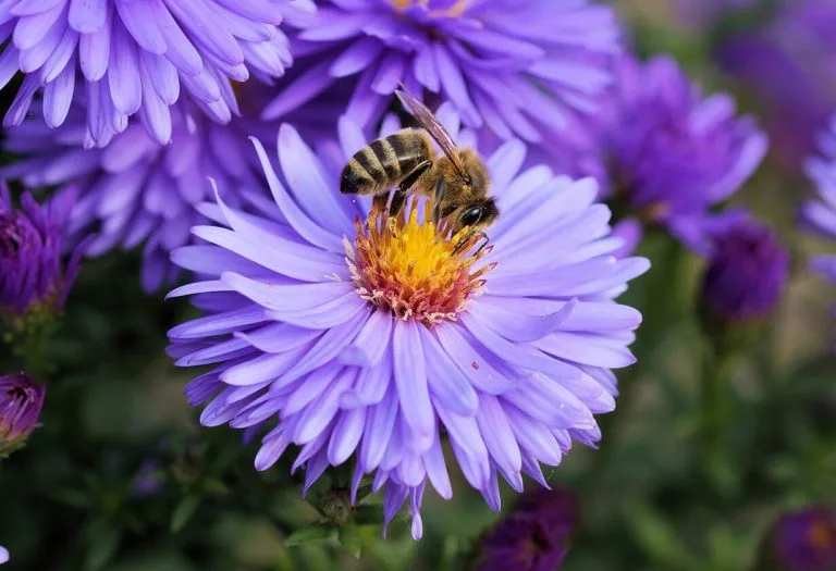 eine Biene auf einer lila Blume