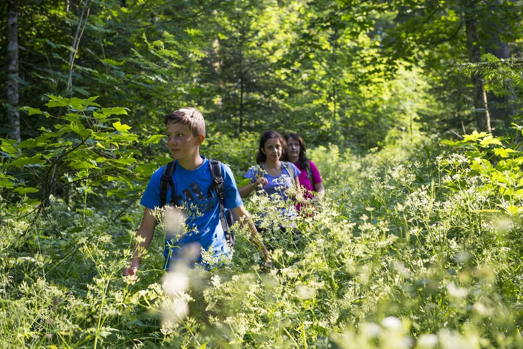 eine Gruppe von Menschen, die durch einen Wald gehen