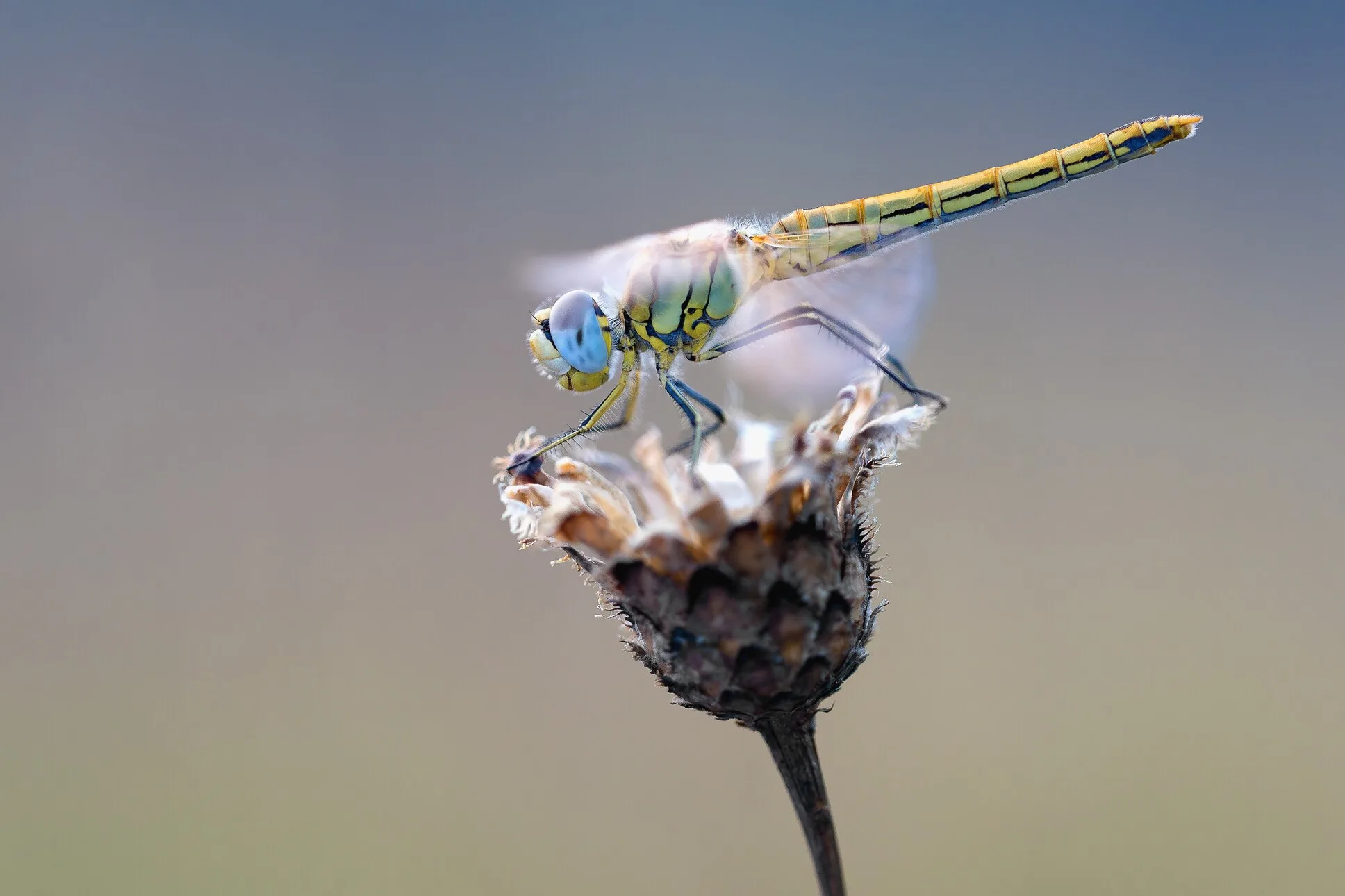 Libelle auf einer Blume, Nahaufnahme, Makro