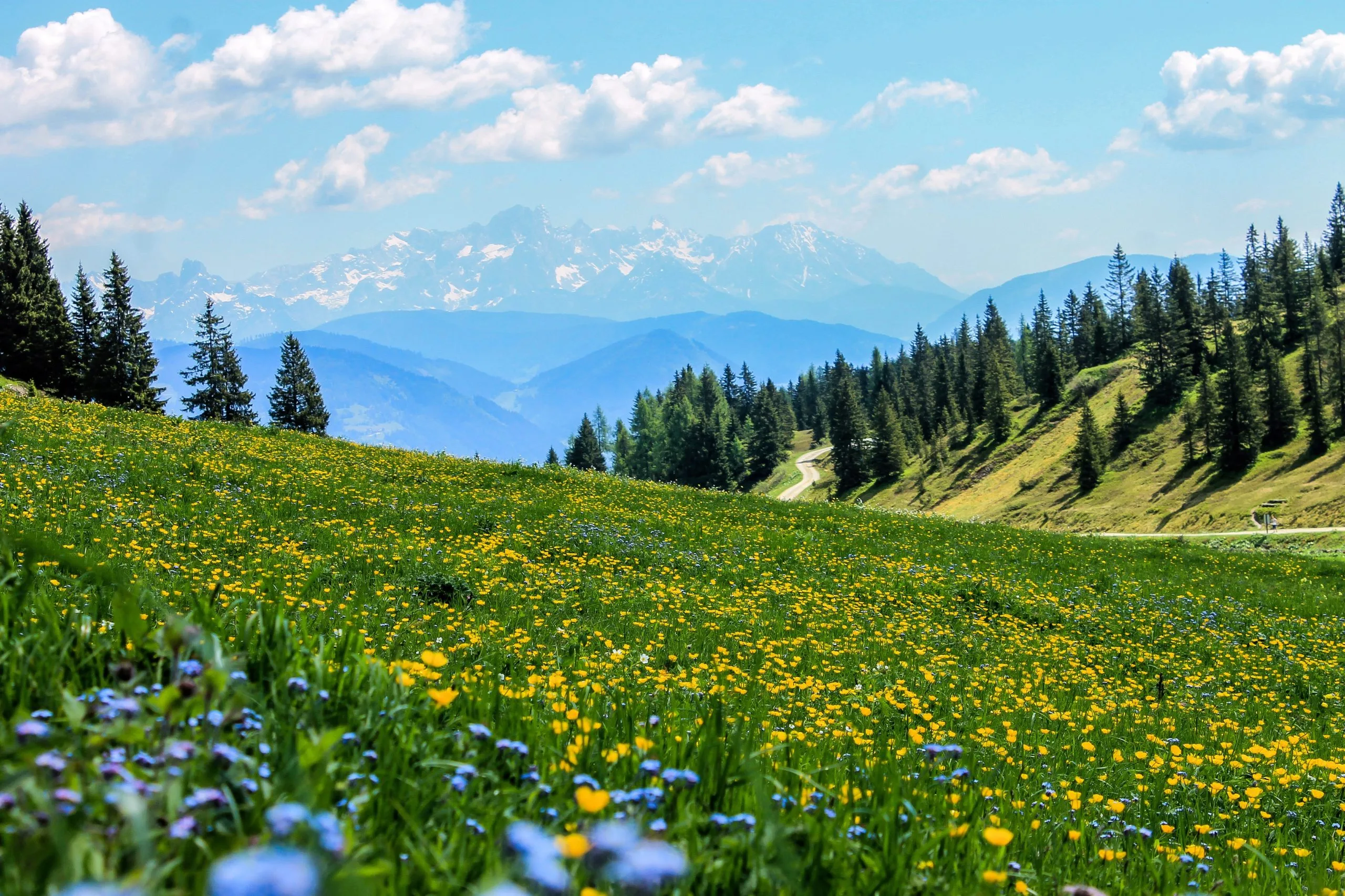 ein Blumenfeld mit Bergen im Hintergrund