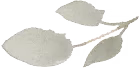 green-leaf-6