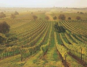Weingarten im Burgenland im Spätsommer