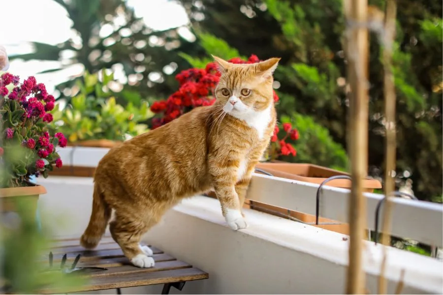 Quando adotti un gatto devi rendere sicuri sia la casa che il balcone