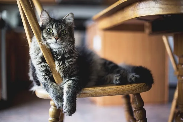 gatto adotatto che si rillassa sulla sedia