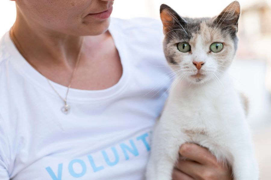 associazioni animaliste in italia gatto