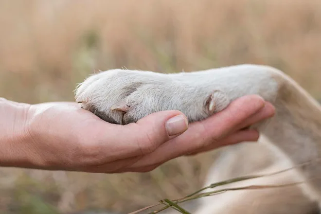 associazioni animaliste in italia zampa