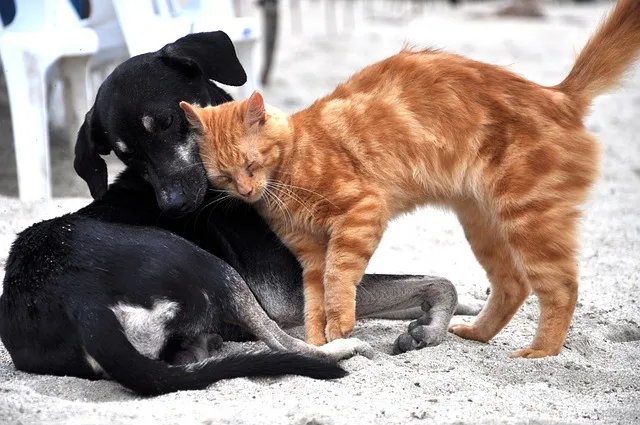 associazioni animaliste italiane cani e gatti