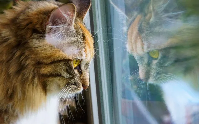 vivere con un gatto che guarda dalla finestra