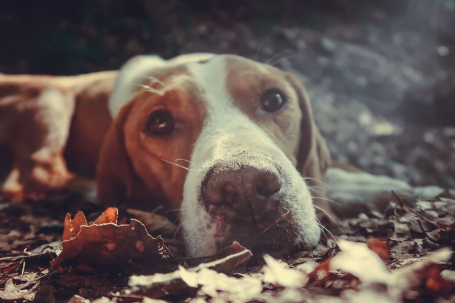animali maltrattati chi chiamare
