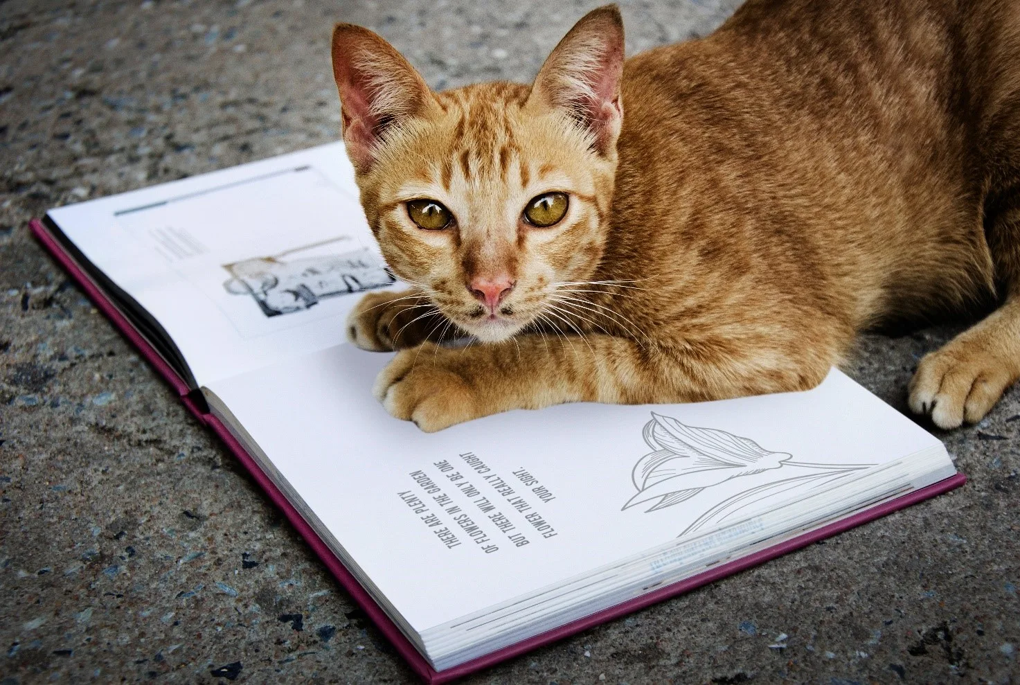 Libri e storie di gatti. Gatti che raccontano storie o che leggono libri.
