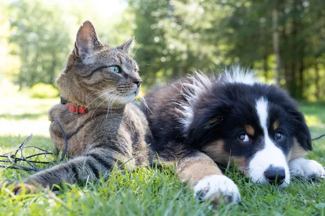 Feromoni sintetici: la chiave per una convivenza cane-gatto