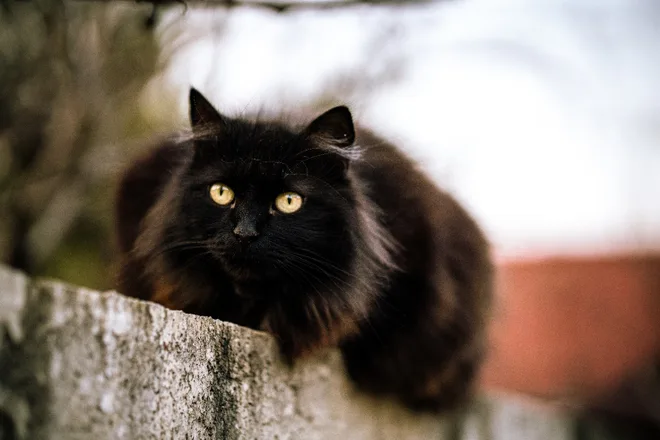 gatto nero sul muretto
