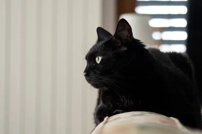 gatto nero sul divano di casa