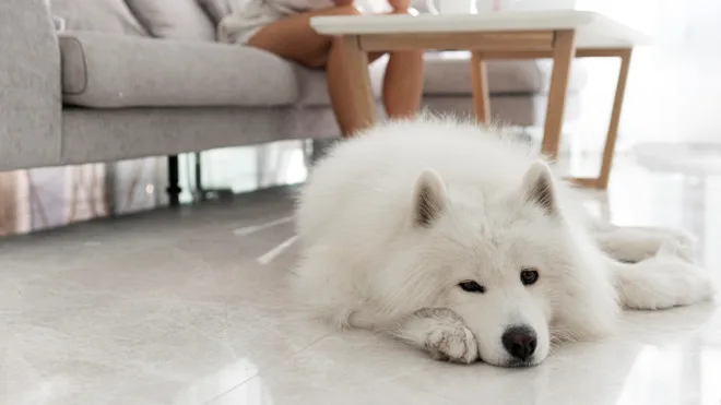 samoiedo cane che resiste al freddo
