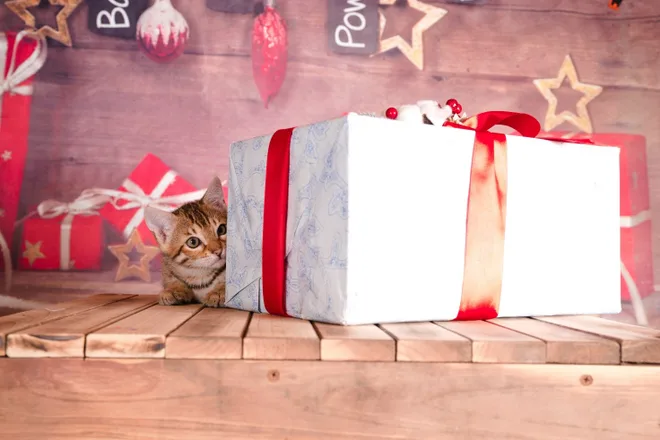 cucciolo di gatto e regali di Natale