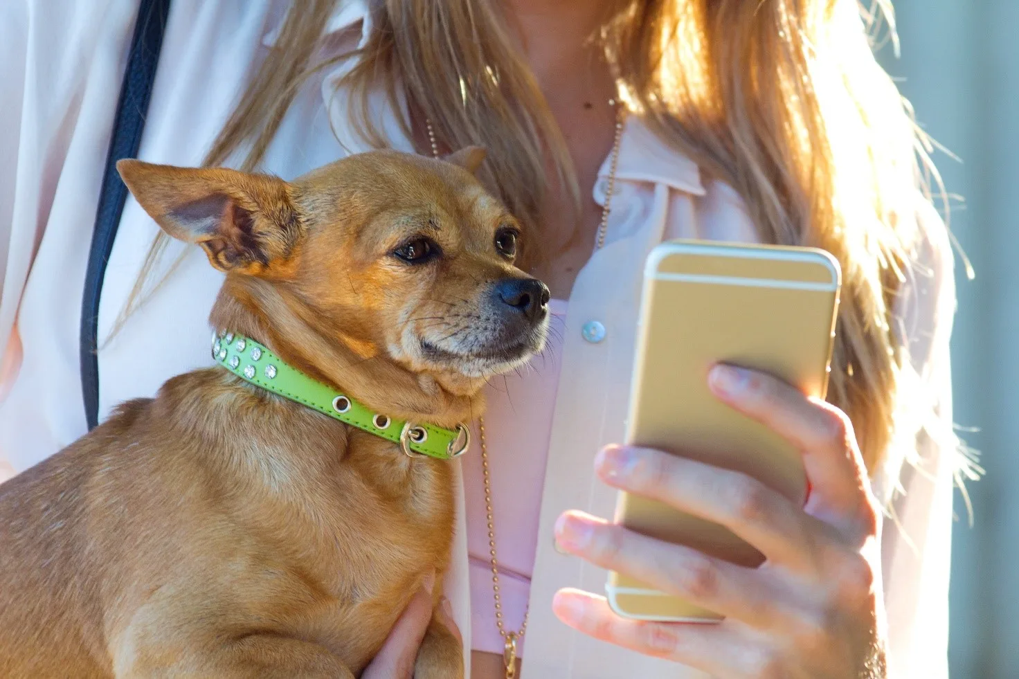 GPS per cani: un nuovo modo per tenerli al sicuro