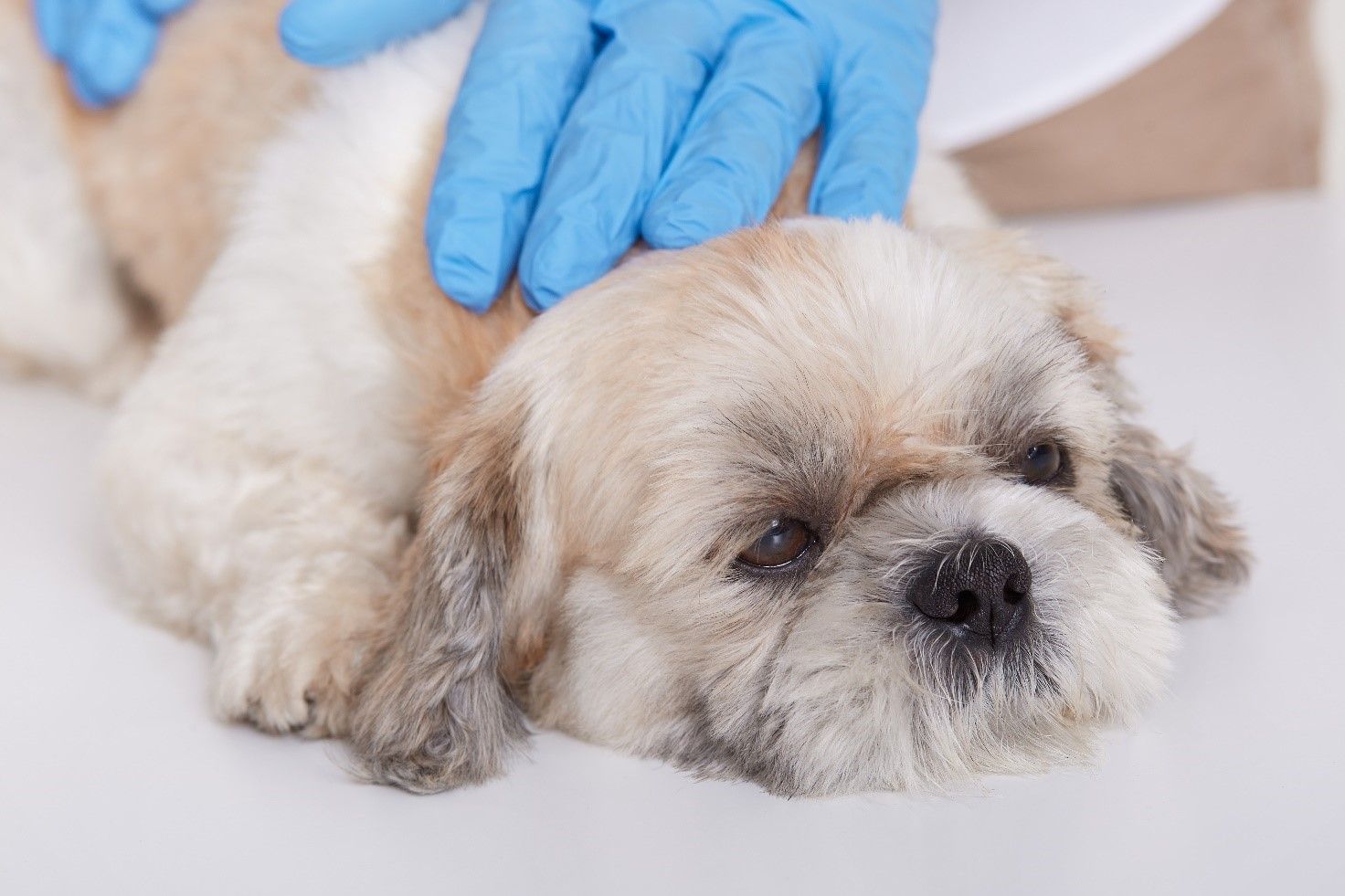 sterilizzazione del cane
