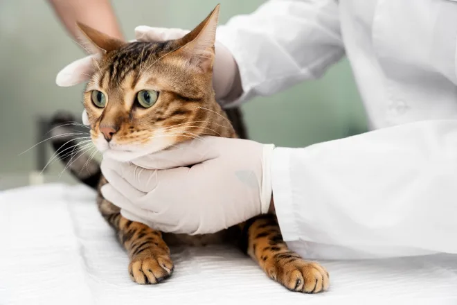 vaccinare il proprio gatto