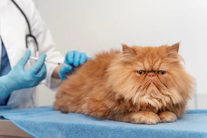 vaccinazioni gatti