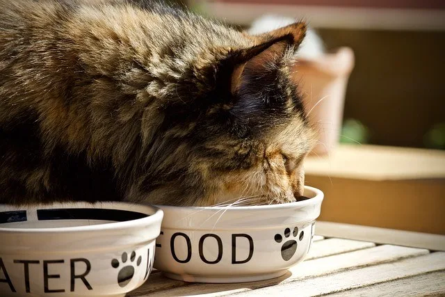 cibo per gatti