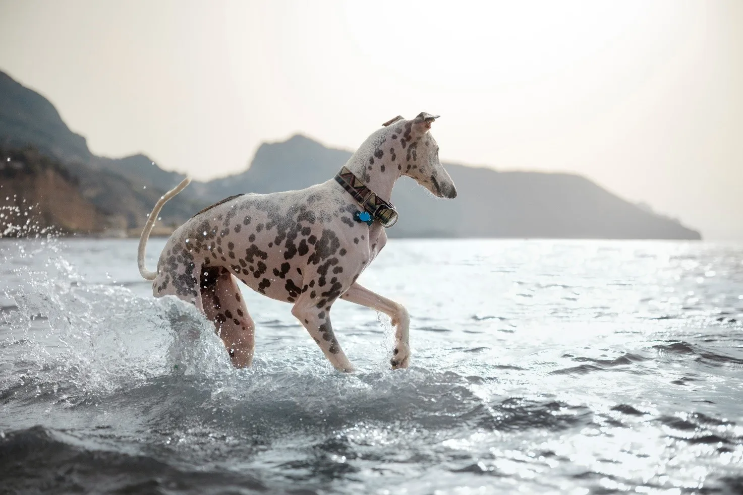 giochi con il cane al mare