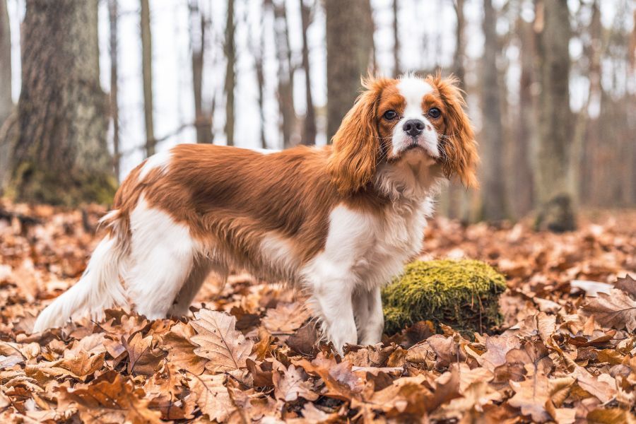 Cavalier King Charles Spaniel