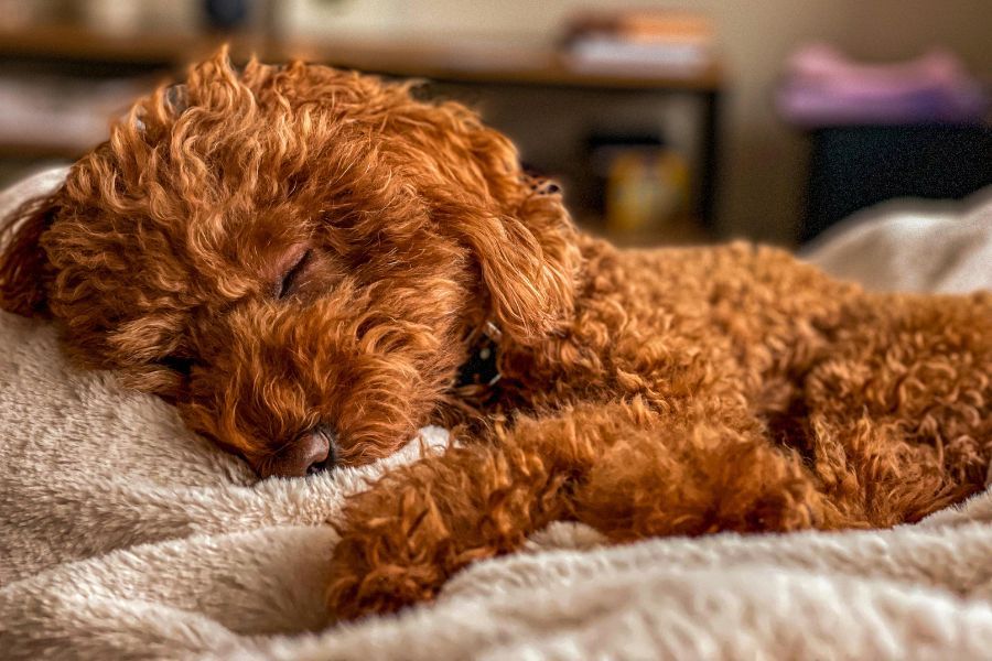 barboncino toy che dorme