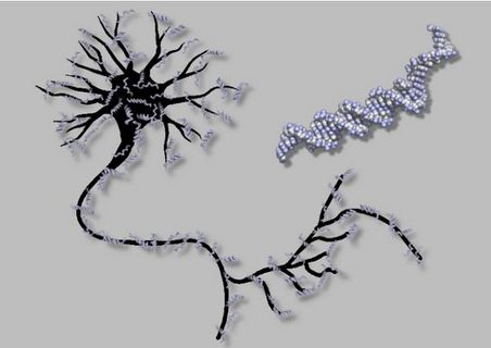 DNA tabanlı yapay sinir ağıyla deney tübünde ilkel beyin üretildi – Video