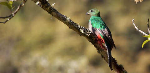 Ubuntu 12.10 ekimde çıkacak, Quantal Quetzal adını taşıyacak