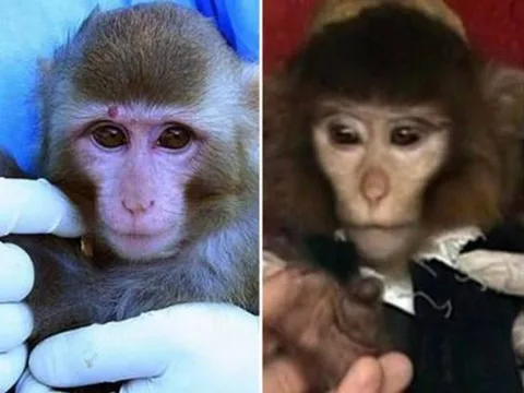 İran’ın maymunu uzaydan canlı dönmemiş olabilir