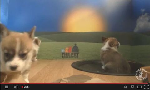 YouTube canlı video yayını ve Google+ Hangouts yapmak isteyenler için kısıtlamaları gevşetti