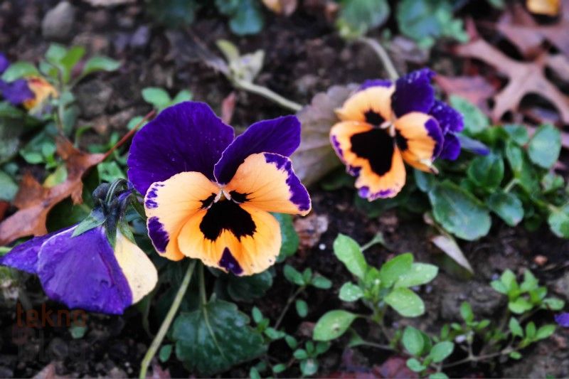 Samsung Galaxy NX İncelemesi