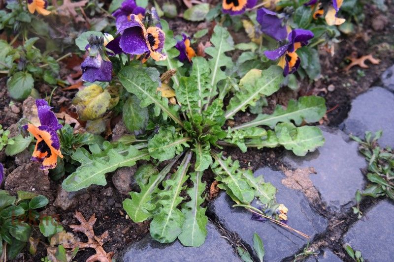 Samsung Galaxy NX İncelemesi