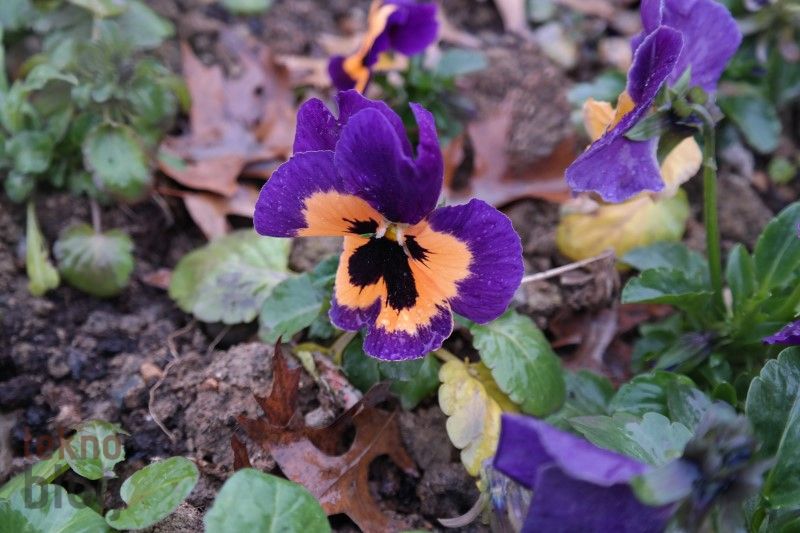 Samsung Galaxy NX İncelemesi