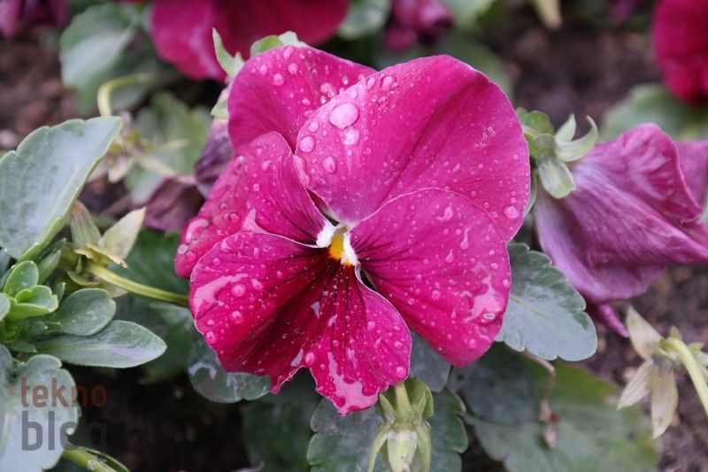 Samsung Galaxy NX İncelemesi