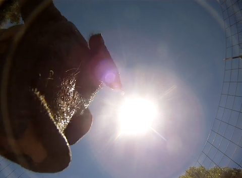 İzleyin: Uçaktan atılan bir GoPro kamera domuz çiftliğine düşerse ne olur?