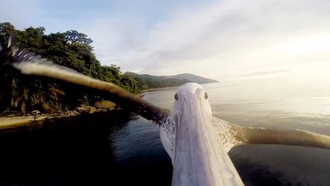 Yaralı pelikanın yeniden uçuş macerası GoPro ile kaydedildi