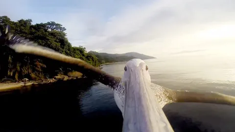 Yaralı pelikanın yeniden uçuş macerası GoPro ile kaydedildi