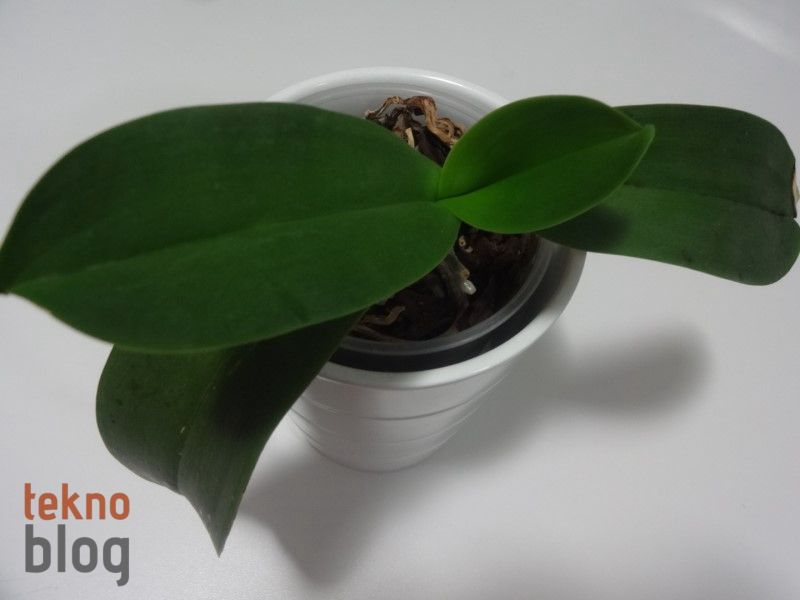 Sony Cyber-shot QX10 İncelemesi