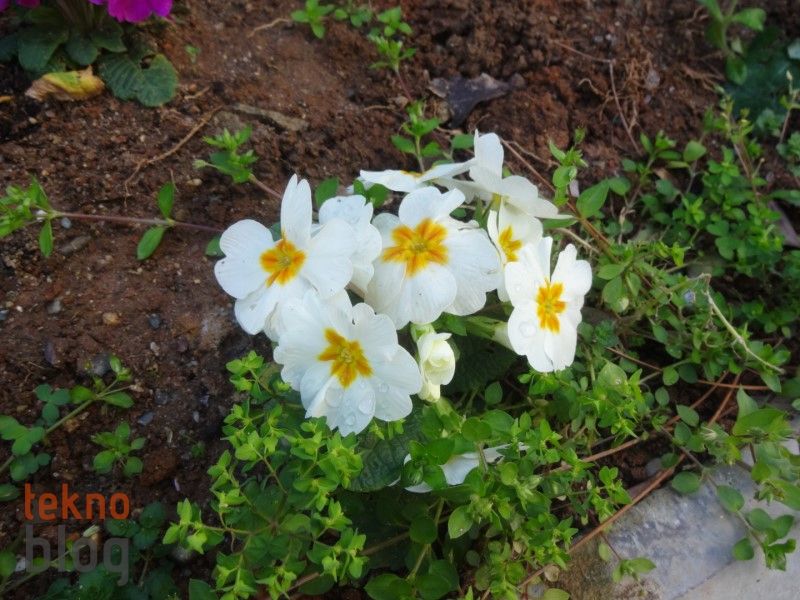 Sony Cyber-shot QX10 İncelemesi