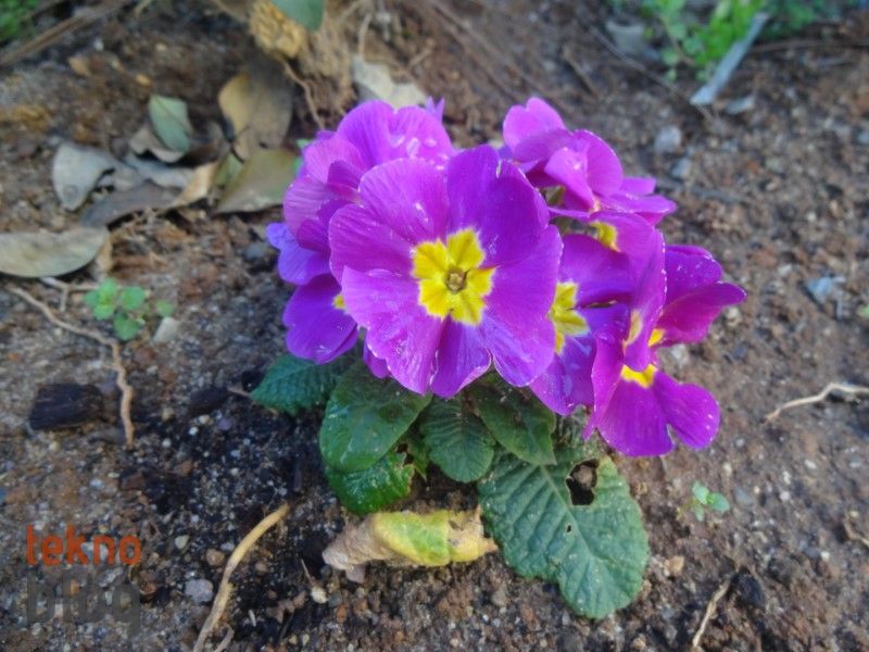 Sony Cyber-shot QX10 İncelemesi