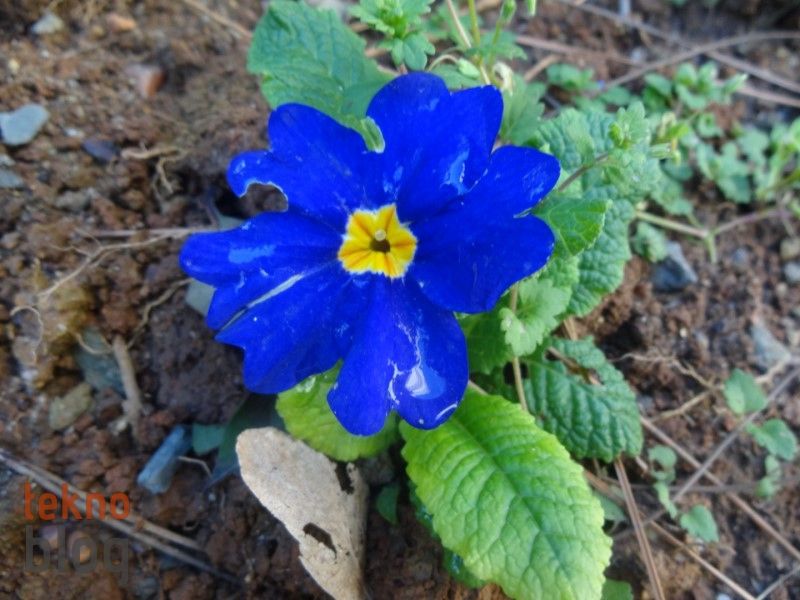 Sony Cyber-shot QX10 İncelemesi