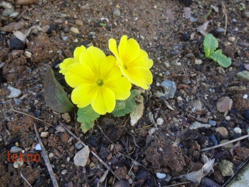 Sony Cyber-shot QX10 İncelemesi