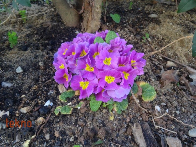 Sony Cyber-shot QX10 İncelemesi