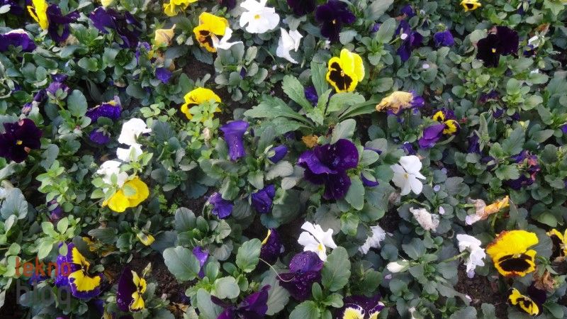 Sony Cyber-shot QX10 İncelemesi