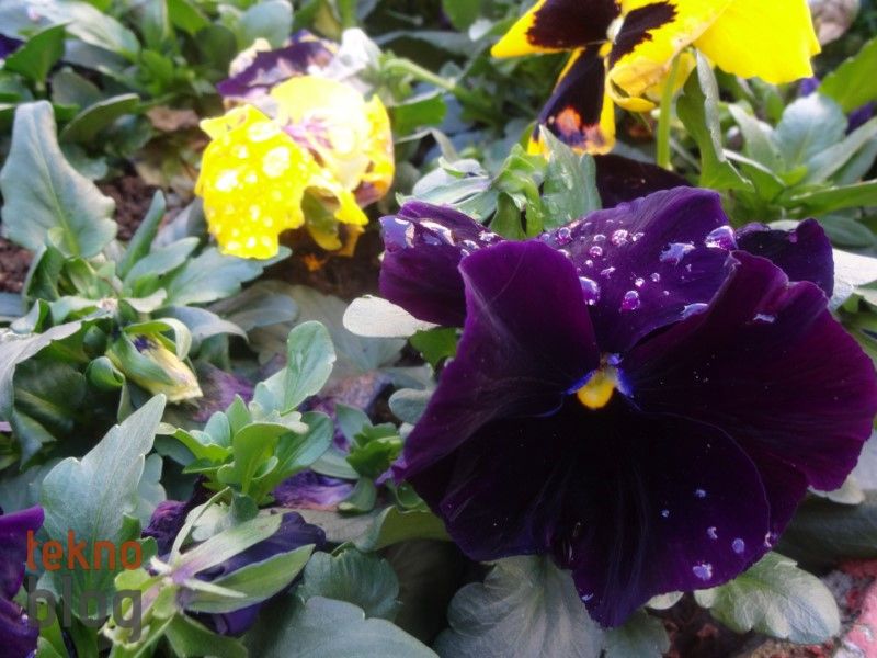 Sony Cyber-shot QX10 İncelemesi