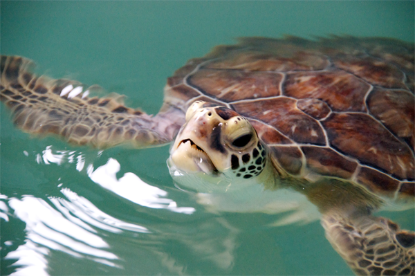 Samsung Galaxy S5 Prime 255 Mbps indirme hızılarını destekleyebilir