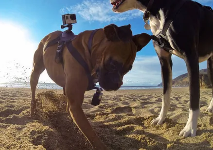 GoPro Fetch ile dünyayı köpeğinizin bakış açısıyla kaydedin