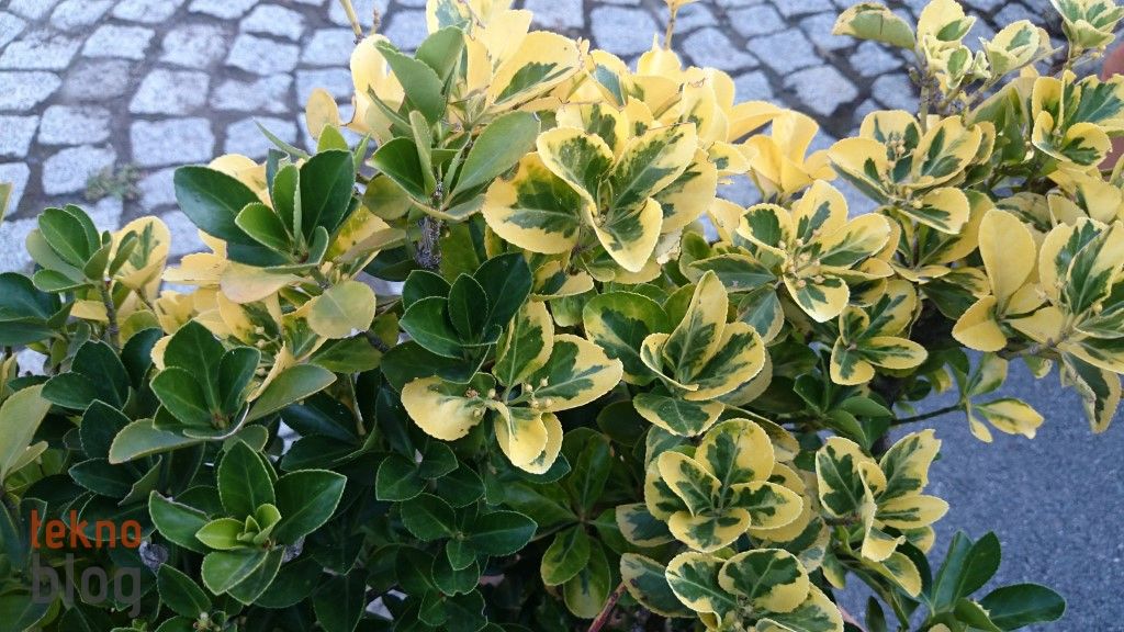 Sony Xperia Z2 İncelemesi